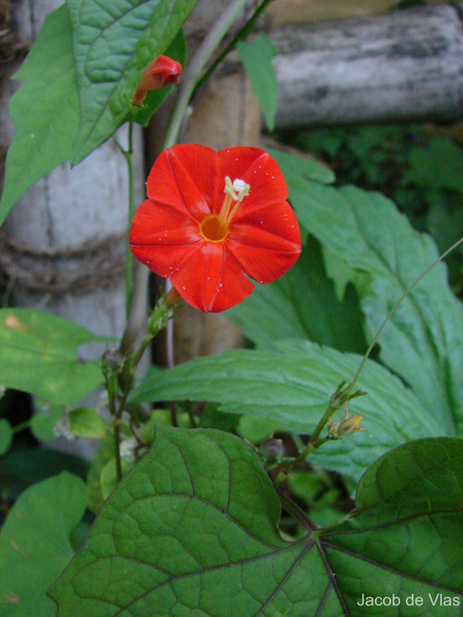 Ipomoea hederifolia L.